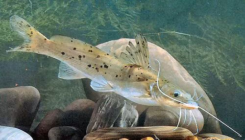 Cá lăng chấm (Hemibagrus guttatus), hay còn gọi là cá vừng kiếm, được mệnh danh là " vua cá nước ngọt" nhờ vào ngoại hình độc đáo với vây sắc và thân trơn nhẵn. Loài cá này thuộc họ Cá lăng (Bagridae) và bộ Cá da trơn (Siluriformes). (Ảnh:ScotCat)