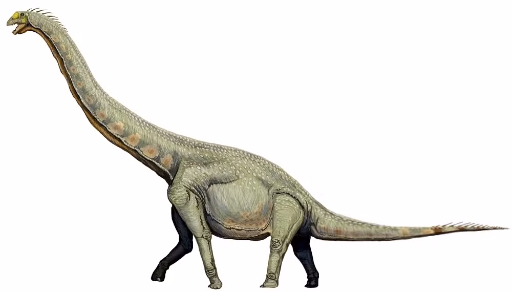 Khủng long chân thằn lằn, hay còn gọi là Sauropoda, là một trong những nhóm khủng long nổi bật nhất trong lịch sử tiền sử. Với kích thước khổng lồ và hình dáng đặc trưng, chúng đã trở thành biểu tượng của sự hùng vĩ và bí ẩn của thế giới khủng long.