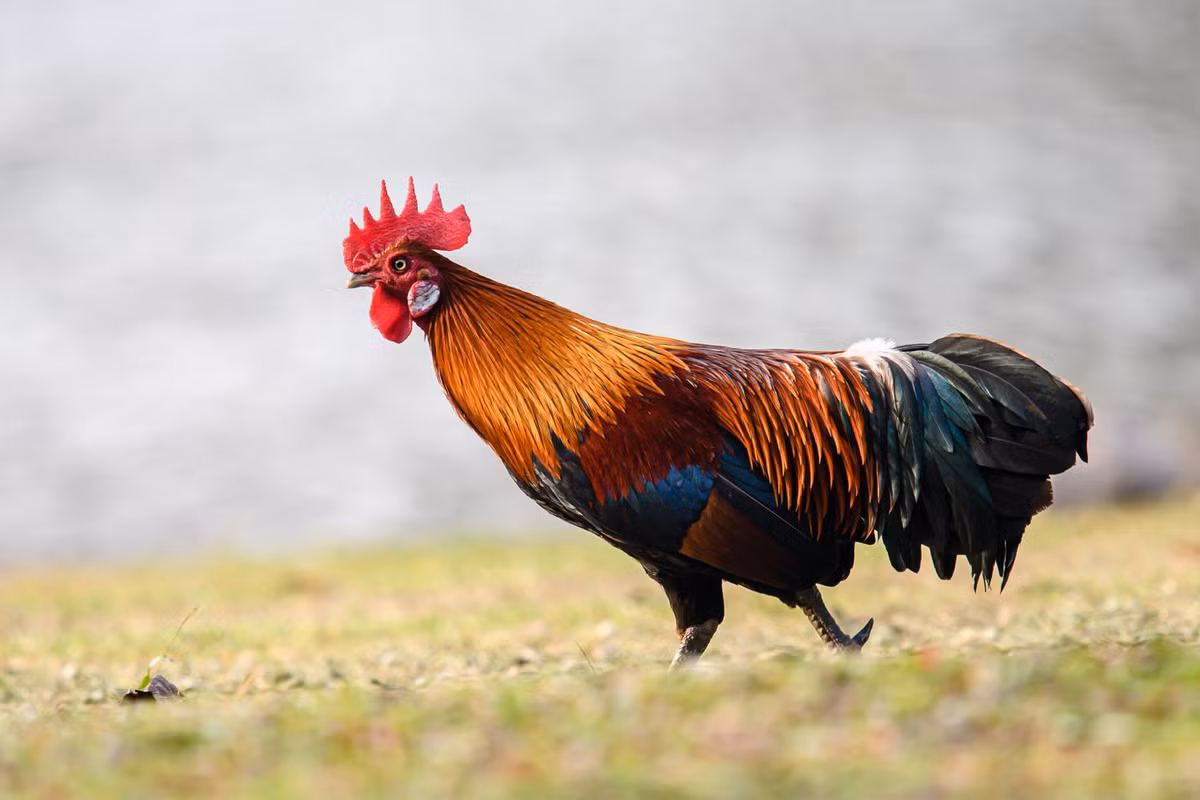 5. Gà rừng (Gallus gallus): Gà rừng có bộ lông sặc sỡ với màu đỏ, xanh lá cây và vàng. Chúng có tiếng gáy đặc trưng và khả năng bay ngắn. Gà rừng là loài động vật quý hiếm, thường sống trong các khu rừng nguyên sinh.(Ảnh: Thai National Parks)