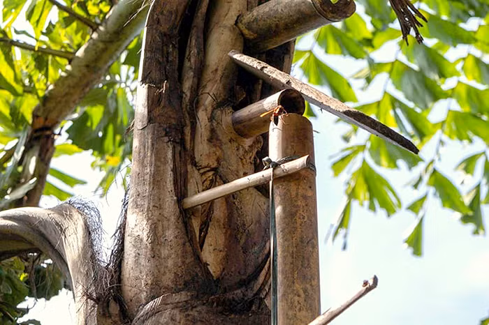 Người Ba Na xem rượu Đoák như một món quà từ mẹ thiên nhiên, không thể thiếu trong các dịp lễ hội, lễ Tết. (Ảnh: Công an Nhân dân)