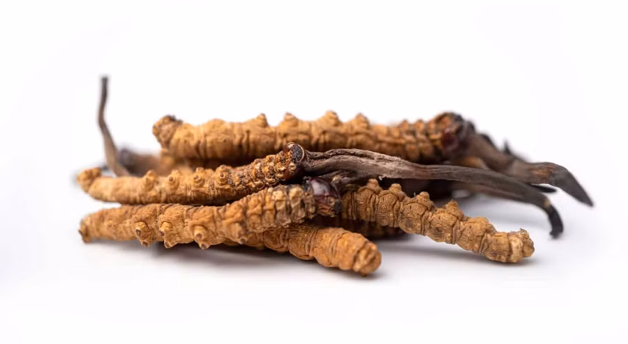  Đông trùng hạ thảo (tên khoa học: Ocordyceps Sinensis) là một loại dược liệu quý hiếm, được sử dụng trong y học cổ truyền Trung Quốc từ hàng trăm năm nay. Được mệnh danh là “tiên dược”, đông trùng hạ thảo không chỉ nổi tiếng với khả năng bồi bổ sức khỏe mà còn có nhiều tác dụng chữa bệnh đáng kinh ngạc. (Ảnh: Naturmed Scientific)