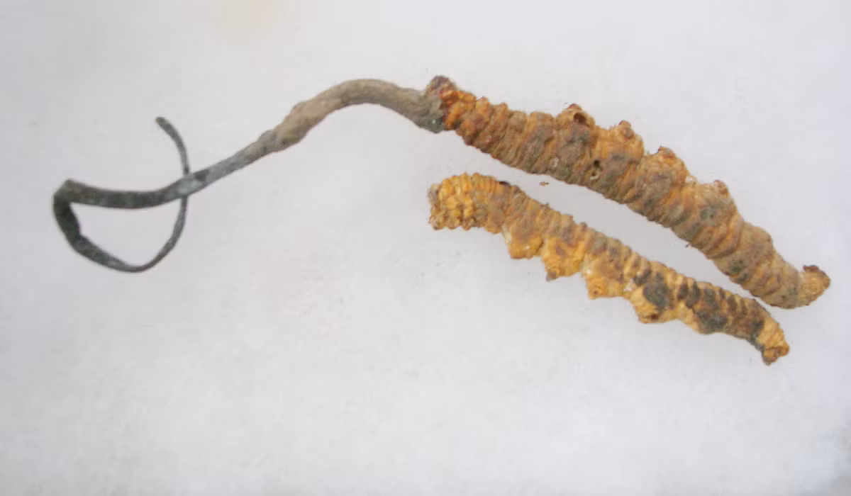 Ở Việt Nam, mức giá phổ biến dao động từ 100-500 triệu đồng/kg. (Ảnh: Wikipedia)