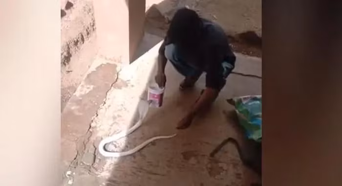 Sau khi được gọi giúp, một người bắt rắn tên Santhosh đã bắt con " quái thú" bằng chai nhựa. Sau đó, con rắn hổ mang bạch tạng được thả vào khu vực rừng Marudhamalai. (Ảnh cắt từ clip)