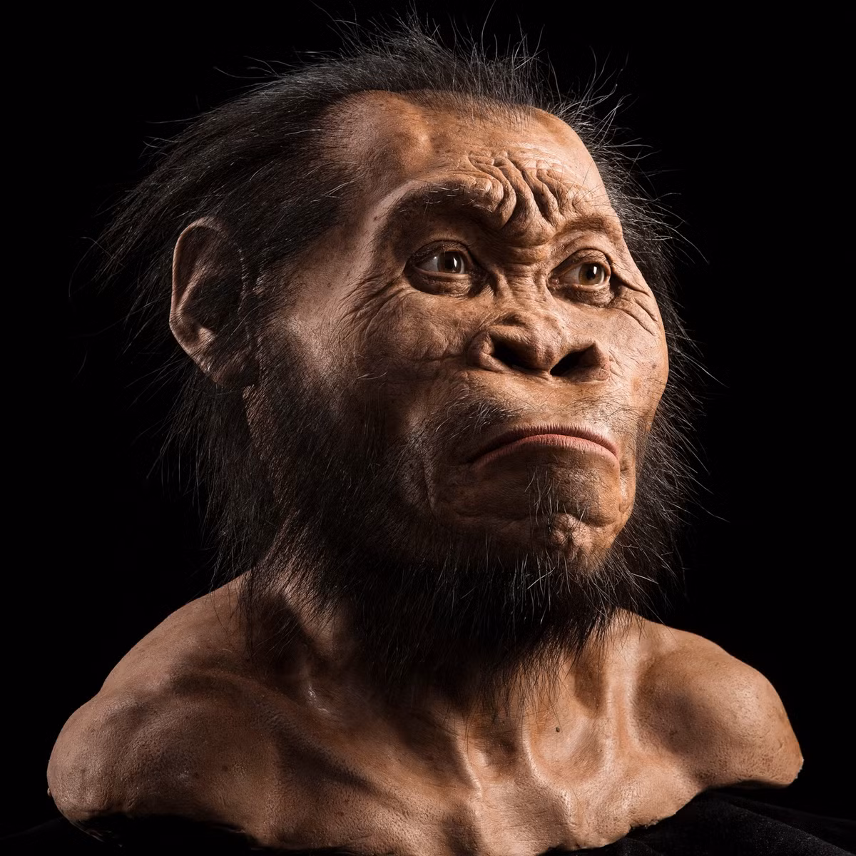 Loài người hiện đại, Homo sapiens, xuất hiện khoảng 300.000 năm trước tại châu Phi. Bộ xương cổ nhất của Homo sapiens được tìm thấy ở Morocco, cho thấy tổ tiên của chúng ta đã sống cùng thời với các loài người khác như Neanderthal và Denisovan.(Ảnh: National Geographic)