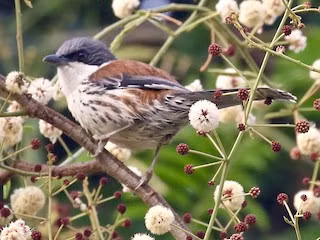 Mi núi Bà trưởng thành có kích thước và hình dạng tương tự loài mi đầu đen, nhưng có màu lông khác biệt. Phần dưới cơ thể của chúng có màu trắng phớt với các vạch đen kéo dài dọc hai bên ngực. Mỏ, tai và trước trán tạo thành dải mào đen rõ rệt. Đỉnh đầu và gáy có màu xám, xen kẽ các vạch trắng nhạt. Lưng trên và dưới đuôi có màu nâu hung đỏ với các vạch đen, trong khi cánh có màu xám lẫn đen và trắng. (Ảnh:eBird)
