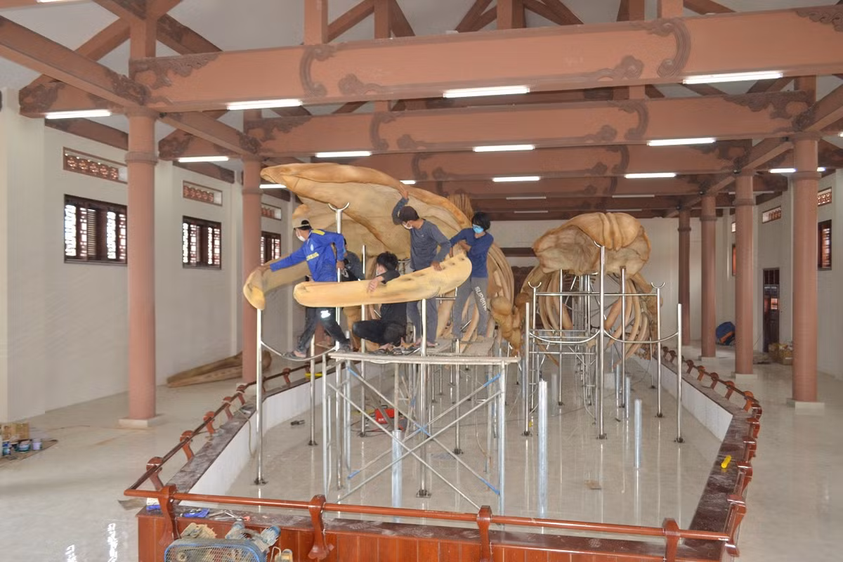 Do thời gian và điều kiện tự nhiên, các bộ xương đã bị hư hỏng nhiều chỗ. Năm 2020, UBND huyện Lý Sơn quyết định phục dựng hai bộ xương này để bảo tồn và trưng bày phục vụ du khách. Quá trình phục dựng gặp nhiều khó khăn, đặc biệt là phần đầu cá bị hư hỏng nặng. Các chuyên gia đã sử dụng phương pháp nhựa hóa và tôn tạo bằng nhựa composite để hoàn thiện. (Ảnh: Báo Điện tử Chính phủ)