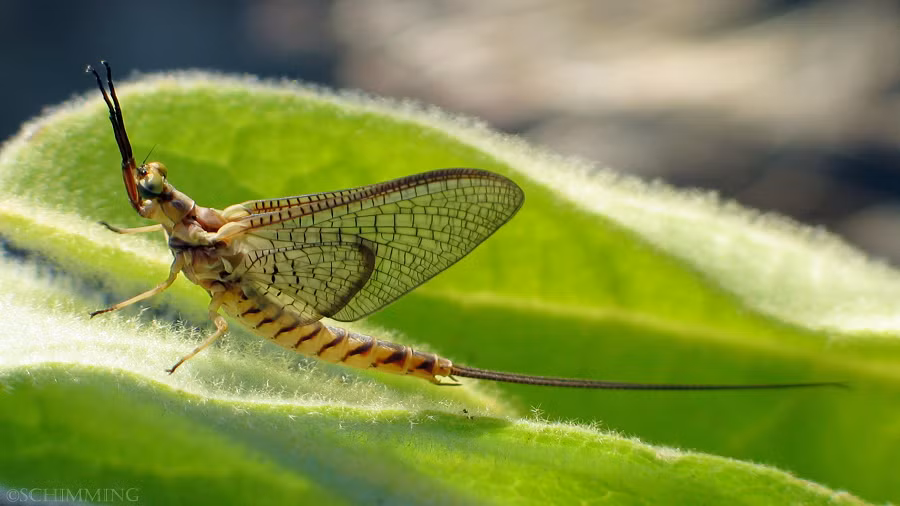 1. Phù du (Ephemeroptera): Là một trong những loài động vật "đoản mệnh" nhất hành tinh, phù du chỉ sống được một ngày sau khi trưởng thành. Chúng dành phần lớn cuộc đời ở dạng ấu trùng dưới nước và chỉ nổi lên mặt nước để giao phối và đẻ trứng. (Ảnh: North American Insects &amp; Spiders)