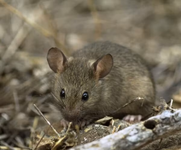 7. Chuột nhà (Mus musculus): Chuột nhà có tuổi thọ ngắn do nguy cơ ngộ độc thực phẩm và sự săn mồi từ các thiên địch như mèo và rắn. Mặc dù sống không lâu, chuột vẫn có khả năng sinh sản nhanh chóng.(Ảnh: dataZone)
