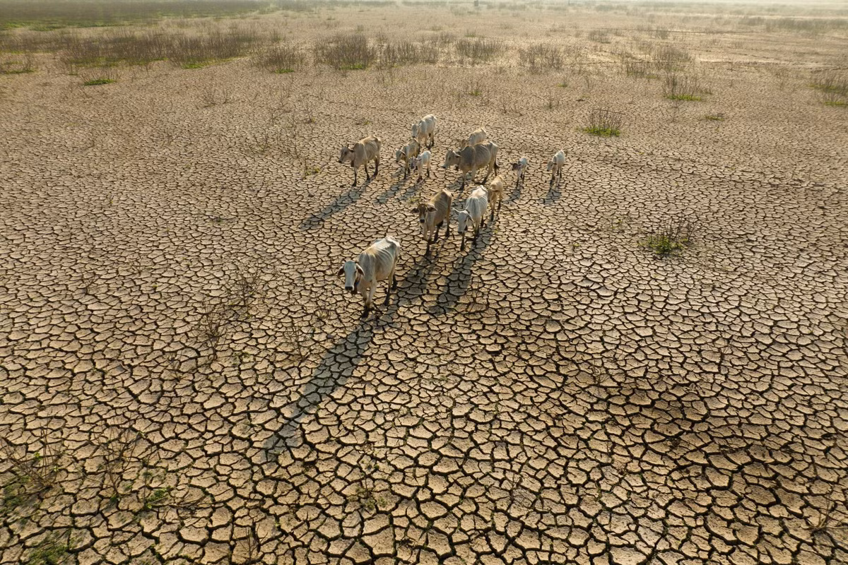 El Nino và Siêu El Nino có thể gây ra những thay đổi lớn về thời tiết và khí hậu trên toàn cầu. (Ảnh:World Organisation for Animal Health)