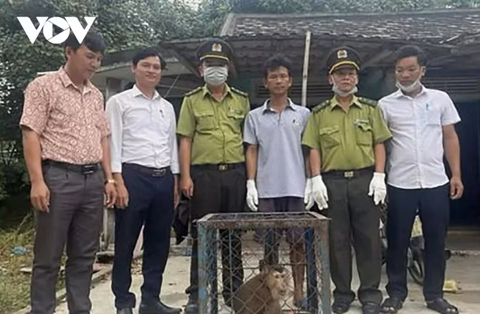 Hạt Kiểm lâm Phú Lộc, Thừa Thiên Huế, vừa tiếp nhận một con khỉ mặt đỏ nặng khoảng 7kg từ người dân và thả về môi trường tự nhiên. Ông Nguyễn Minh Vương phát hiện con khỉ quý hiếm này tại vườn nhà và nhanh chóng giao nộp cho cơ quan chức năng. (Ảnh: VOV)