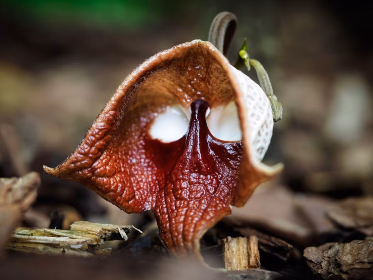 8. Hoa Darth Vader (Aristolochia Salvadorensis): Có hình dáng giống mặt nhân vật Darth Vader, phát triển ở Trung Mỹ và trong nhà kính Nhật Bản.(Ảnh: Gardening Know How)