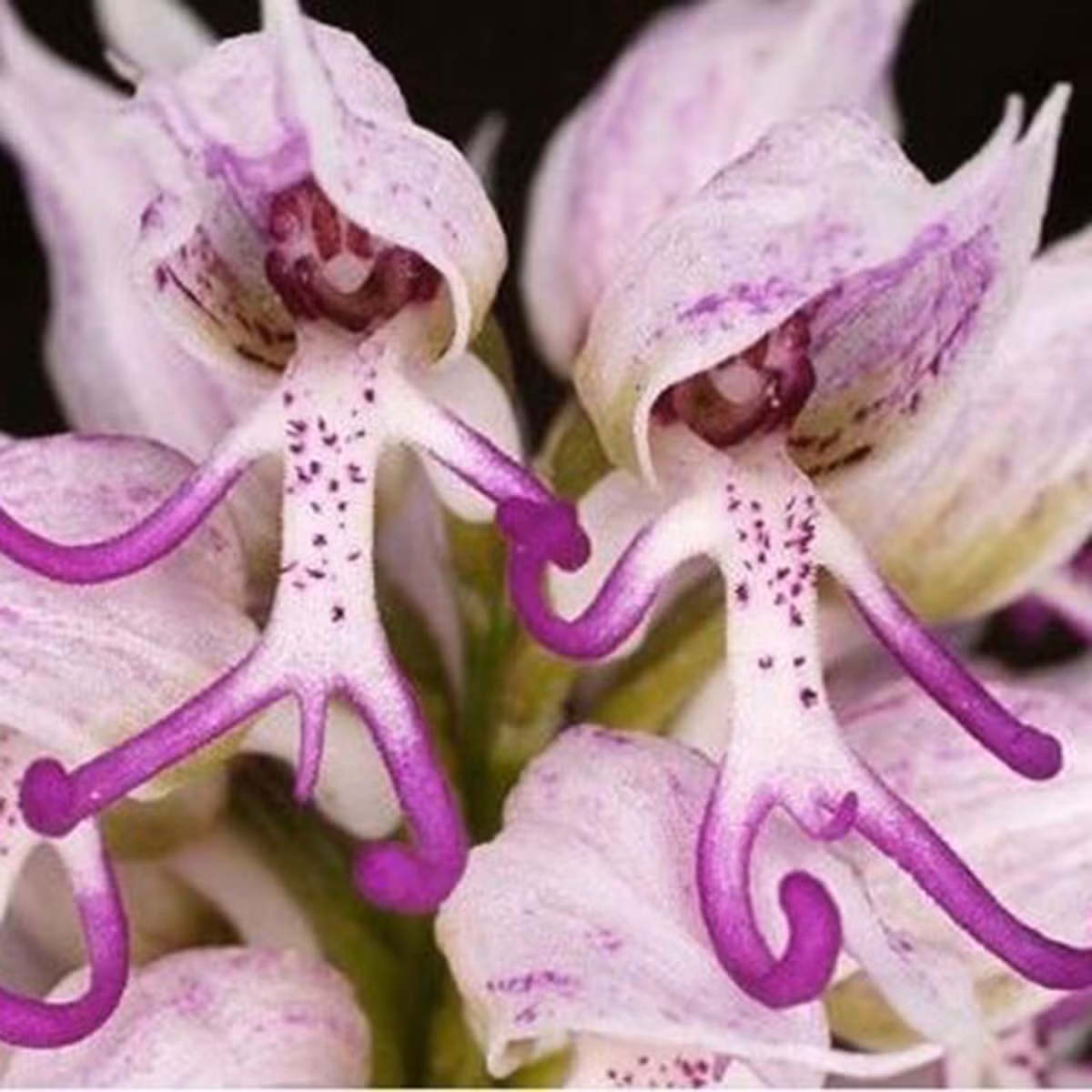 2. Hoa Orchis Italica (Lan hình người khỏa thân): Loài hoa kỳ lạ này có hình dáng giống hai vũ công đang nhảy múa. (Ảnh: Amazon UK)