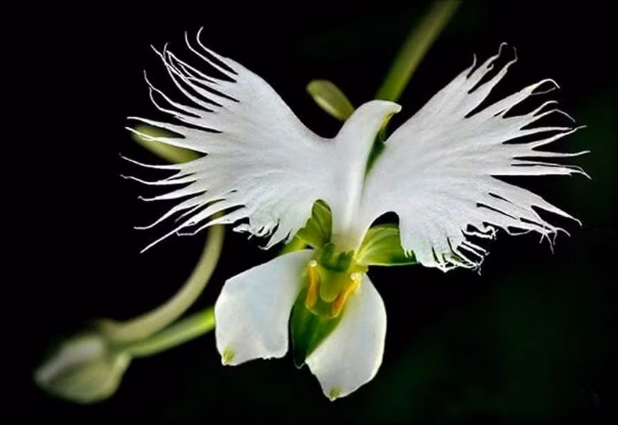 6. Hoa cò trắng (Habenaria Radiata): Trông giống như một con cò trắng bay, có nguồn gốc từ Trung Quốc và Nhật Bản. (Ảnh: Amazon.com)