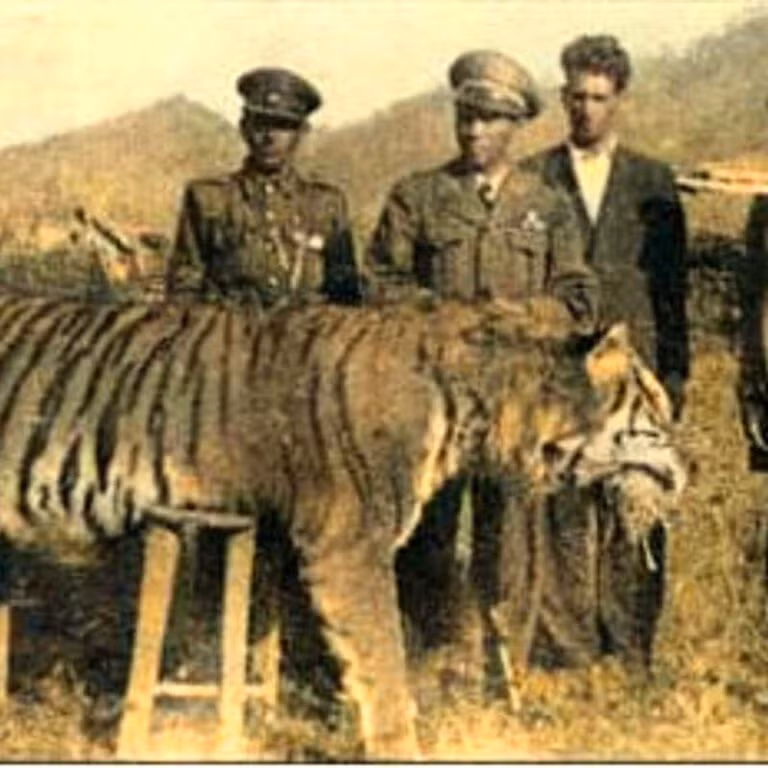 Đáng tiếc, hổ Caspi đã tuyệt chủng vào những năm 1960 do môi trường sống bị phá hủy và các hoạt động săn bắt của con người. Việc mở rộng nông nghiệp, xây dựng cơ sở hạ tầng và săn bắn không kiểm soát đã làm giảm đáng kể số lượng cá thể hổ, dẫn đến sự biến mất hoàn toàn của loài này.(Ảnh: Tiger Facts)