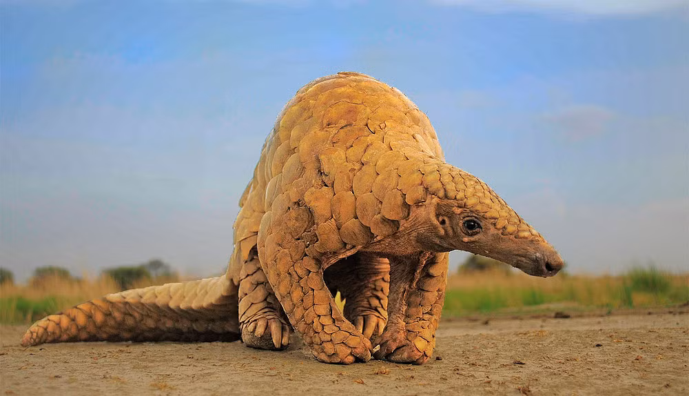 Các tổ chức bảo tồn như Save Vietnam’s Wildlife (SVW) đang nỗ lực cứu hộ và tái thả tê tê về tự nhiên, đồng thời nâng cao nhận thức cộng đồng về tầm quan trọng của việc bảo vệ loài động vật này. Những nỗ lực này bao gồm việc bảo vệ rừng, vận động chính sách và nghiên cứu thay đổi hành vi của con người.(Ảnh:WWF India)