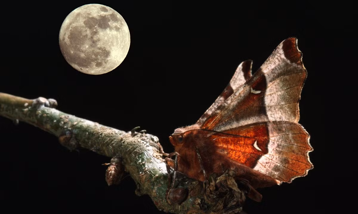 Bướm đêm, hay còn gọi là ngài, là một loài côn trùng thuộc Bộ Cánh vẩy (Lepidoptera), có mối quan hệ chặt chẽ với loài bướm. Tuy nhiên, bướm đêm thường bị bỏ qua do không có màu sắc rực rỡ như bướm ngày. Dù vậy, chúng lại chứa đựng nhiều bí ẩn và bất ngờ thú vị. (Ảnh: Butterfly Conservation)