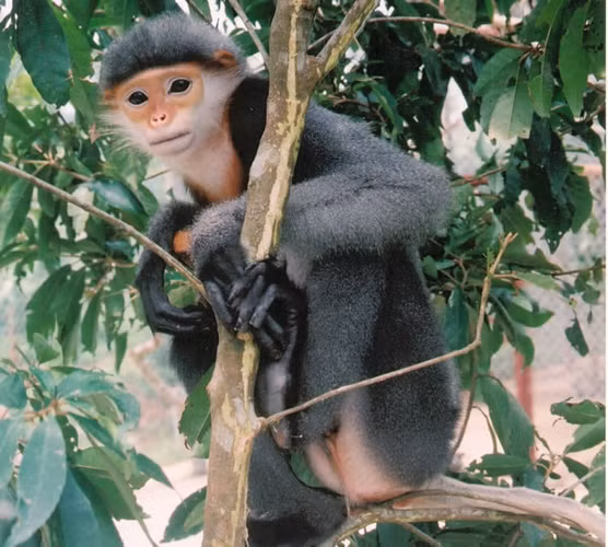 5. Chà vá chân đen (Pygathrix nigripes): Chà vá chân đen là một loài linh trưởng đặc hữu của Việt Nam, nổi bật với bộ lông màu đen và trắng, cùng đôi chân đen đặc trưng. (Ảnh: WWF)
