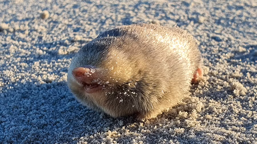 Trong một phát hiện đáng kinh ngạc, loài chuột chũi vàng De Winton, từng được cho là đã tuyệt chủng, đã xuất hiện trở lại sau 87 năm tại Nam Phi. Đây là một bước ngoặt lớn trong nghiên cứu động vật hoang dã và bảo tồn sinh học. (Ảnh:Live Science)