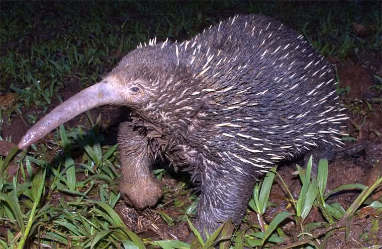 Theo Sách đỏ IUCN, thú lông nhím mỏ dài Attenborough hiện đang ở tình trạng cực kỳ nguy cấp. Số lượng của chúng đang giảm dần do mất môi trường sống và các mối đe dọa từ con người. Việc bảo vệ và duy trì môi trường sống tự nhiên của chúng là vô cùng cần thiết để đảm bảo sự tồn tại của loài này.(Ảnh: Mongabay)