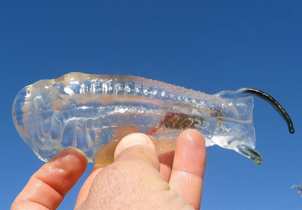  Cá salp thuộc họ Salpidae, là những sinh vật phù du có hình dạng giống như thùng và cơ thể trong suốt như thạch. (Ảnh: iNaturalist)