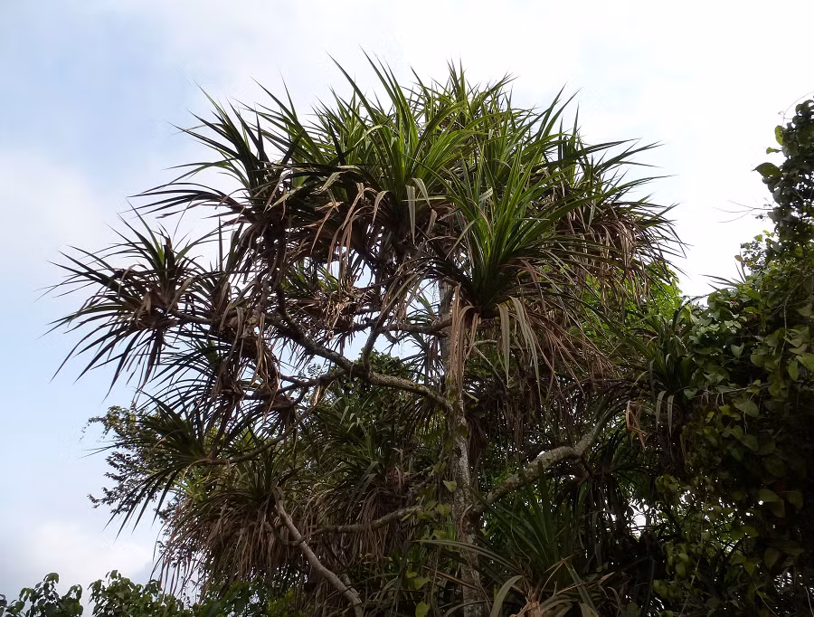 Loài cây Pandan, hay còn gọi là cây dứa gai (tên khoa học: Pandanus), là một trong những loài cây đặc biệt và quý giá của thiên nhiên. Cây này xuất hiện nhiều ở các khu vực nhiệt đới và một số đảo trên Đại Tây Dương, Ấn Độ Dương, và Thái Bình Dương.