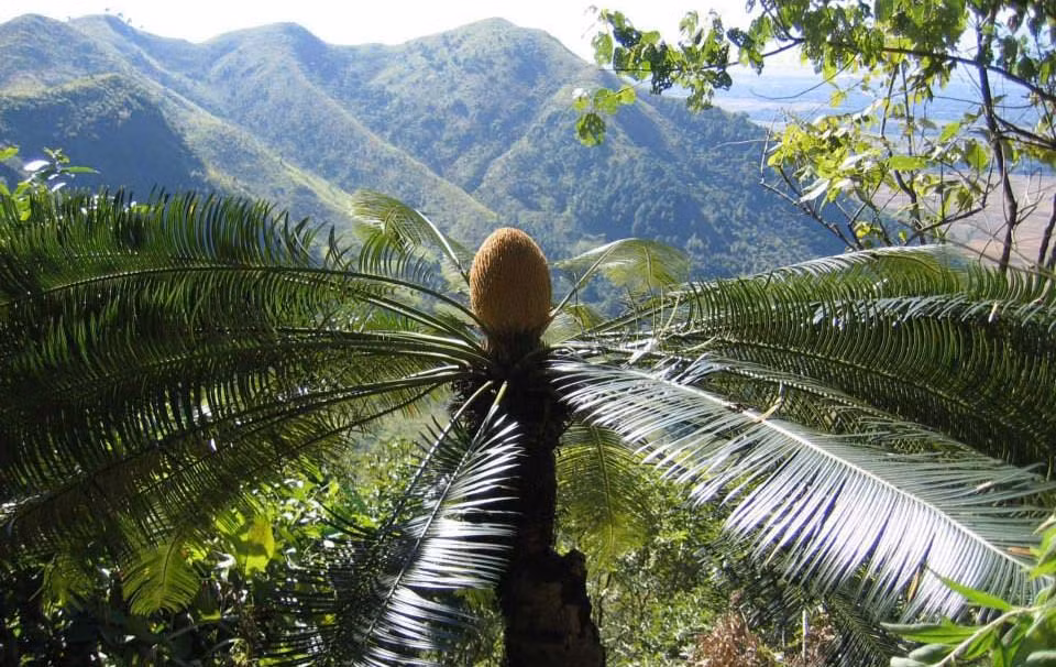 2. Tuế lược (Cycas pectinata): Tuế lược cũng thuộc họ Tuế, phân bố ở nhiều tỉnh miền Trung và Tây Nguyên như Quảng Ngãi, Bình Định, Kon Tum và Lâm Đồng. Cây có thân cao từ 2-12m, lá dài 1,5-2,4m với các lá chét giả mọc đối nhau. Tuế lược có khả năng chịu hạn và lửa rừng, thường mọc ở rừng thứ sinh cây lá rộng. (Ảnh:Wikipedia)