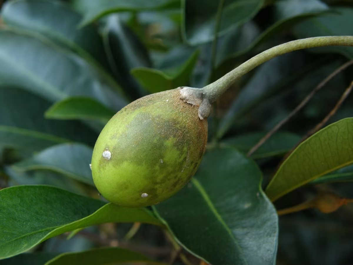 8. Sến mật (Madhuca pasquieri): Sến mật là loài cây gỗ lớn thuộc họ Hồng xiêm (Sapotaceae), phân bố chủ yếu ở các tỉnh miền Trung và Tây Nguyên. Gỗ sến mật có màu nâu đỏ, vân đẹp và rất bền, được sử dụng nhiều trong xây dựng và làm đồ nội thất. (Ảnh: Plants of the World Online)