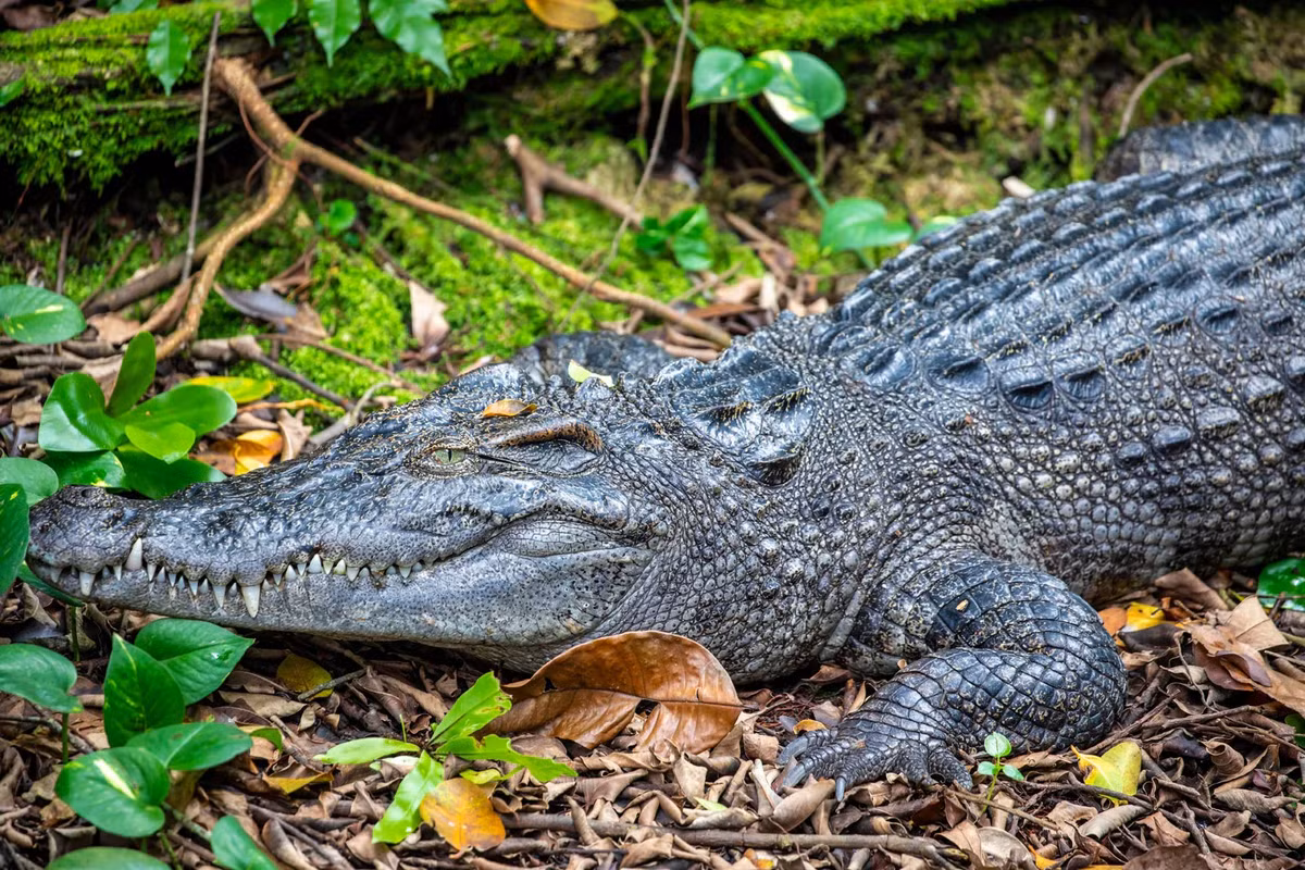 Cá sấu Xiêm (Crocodylus siamensis), còn được gọi là cá sấu Thái Lan hay cá sấu nước ngọt, là một loài cá sấu nước ngọt đặc trưng của khu vực Đông Nam Á. Loài này hiện đang đối mặt với nguy cơ tuyệt chủng cao do mất môi trường sống và săn bắt trái phép.(Ảnh:Britannica)
