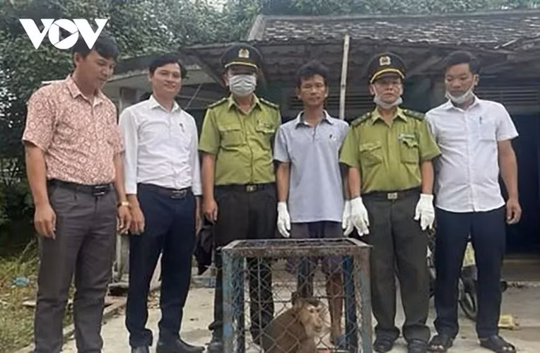 2. Khỉ mặt đỏ: Ngày 7/9, Hạt Kiểm lâm Phú Lộc, Thừa Thiên Huế, vừa tiếp nhận một con khỉ mặt đỏ nặng khoảng 7kg từ người dân và thả về môi trường tự nhiên. Ông Nguyễn Minh Vương phát hiện con khỉ quý hiếm này tại vườn nhà và nhanh chóng giao nộp cho cơ quan chức năng. (Ảnh: VOV)