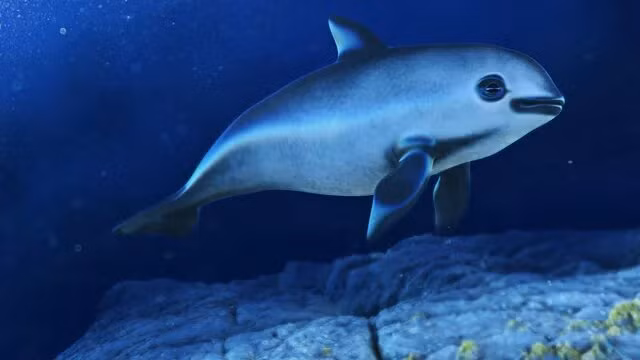 1. Cá heo Vaquita: Đây là một trong những loài động vật quý hiếm sắp biến mất vĩnh viễn. Cá heo vaquita, loài cá heo nhỏ nhất thế giới, hiện chỉ còn lại khoảng 10 cá thể trong tự nhiên. Chúng sống ở vùng biển phía bắc Vịnh California, Mexico. Nguyên nhân chính dẫn đến sự suy giảm số lượng của chúng là do nạn đánh bắt cá bất hợp pháp và việc sử dụng lưới đánh cá gây chết chóc. (Ảnh:Pixabay)