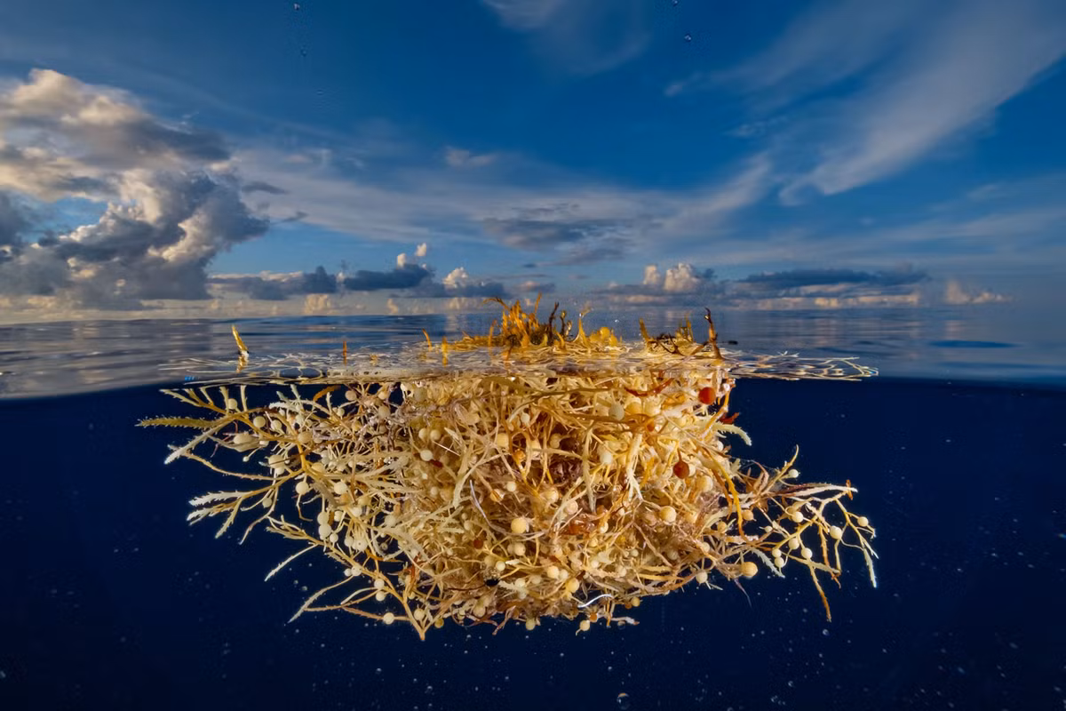 Biển Sargasso là nơi sinh sống của loài tảo nâu Sargassum, nổi trên bề mặt nước và tạo nên một “đồng cỏ” trên biển. Tảo Sargassum không chỉ là một phần quan trọng của hệ sinh thái mà còn đóng vai trò là nơi trú ẩn cho nhiều loài sinh vật biển, bao gồm cả rùa biển Loggerhead non, sử dụng tảo này làm nơi ẩn náu khỏi kẻ săn mồi. (Ảnh: National Geographic)