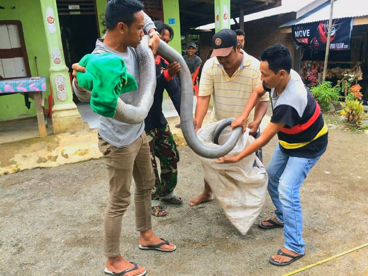 Rắn hổ mang chúa đóng vai trò quan trọng trong hệ sinh thái của chúng. Là loài săn mồi đầu bảng, chúng giúp kiểm soát số lượng các loài rắn khác và duy trì cân bằng sinh thái. Tuy nhiên, do mất môi trường sống và bị săn bắt, loài rắn này đang bị đe dọa và được liệt kê là loài sắp nguy cấp trong sách đỏ IUCN từ năm 2010.(Ảnh:SUMECO )
