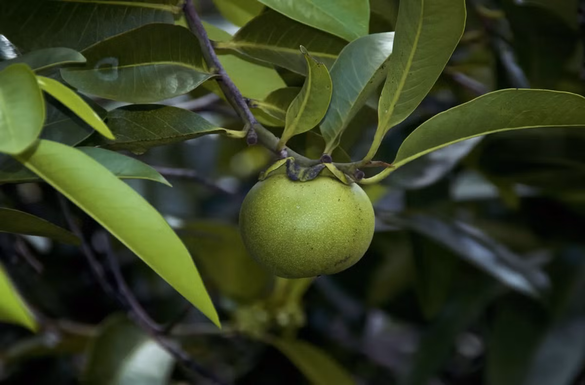 Cây ổi độc, còn được gọi là “cây tử thần”, thuộc họ Euphorbiaceae và có thể cao tới 15 mét. Loài cây này chủ yếu phân bố ở các khu vực nhiệt đới và cận nhiệt đới của châu Mỹ, từ miền nam Mexico đến Nam Mỹ. (Ảnh: Britannica)
