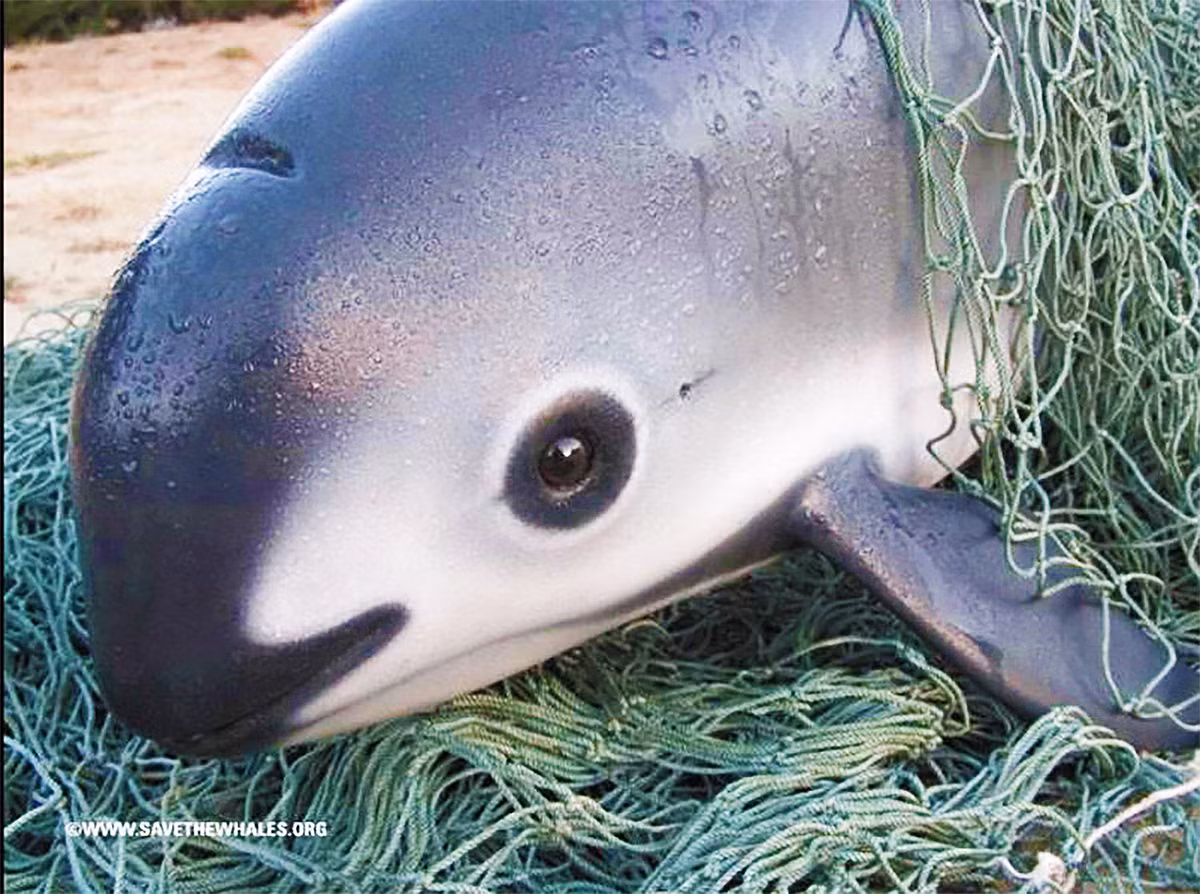 Vaquita thường sống ở các đầm phá nông, đục dọc theo bờ biển và hiếm khi được nhìn thấy ở độ sâu hơn 30 mét. Môi trường sống của chúng được đặc trưng bởi nước đục với nhiều con mồi giàu dinh dưỡng. Tuy nhiên, số lượng vaquita đã giảm mạnh trong những năm gần đây, chủ yếu do bị mắc vào lưới rê của các hoạt động đánh bắt cá trái phép.(Ảnh:Earth.com)