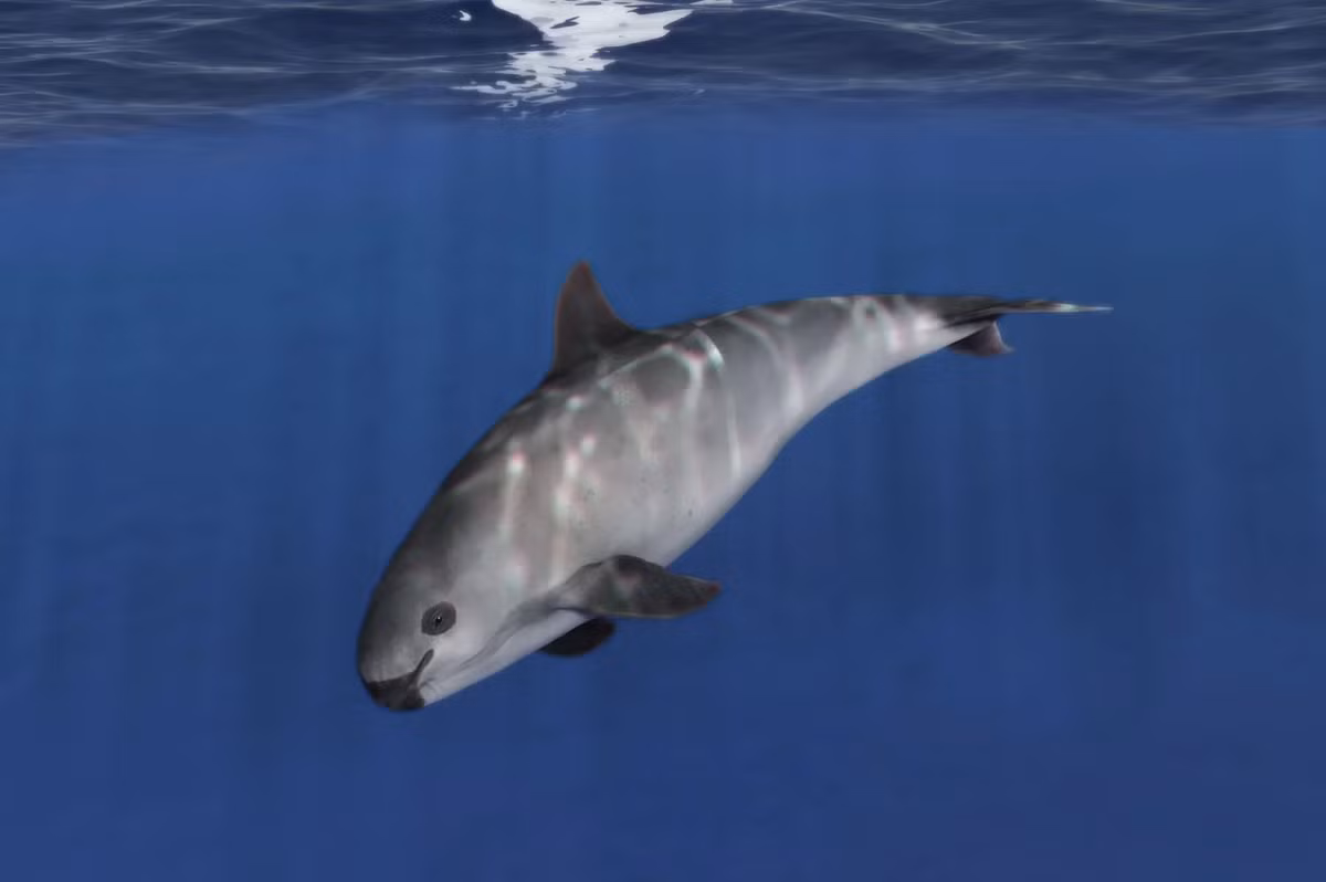 Vaquita là loài cá heo nhỏ nhất trong họ cá heo chuột, với chiều dài cơ thể tối đa khoảng 1,5 mét và cân nặng từ 27 kg đến 68 kg. (Ảnh:Britannica)