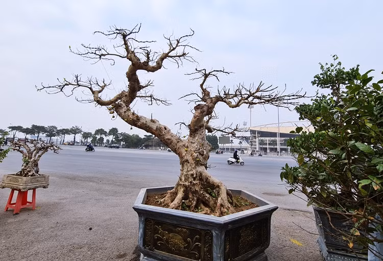 Chậu sung, khế, ổi cổ “xếp hàng” chờ đại gia “tậu” về chơi Tết Chau sung, khe, oi co “xep hang” cho dai gia “tau” ve choi Tet