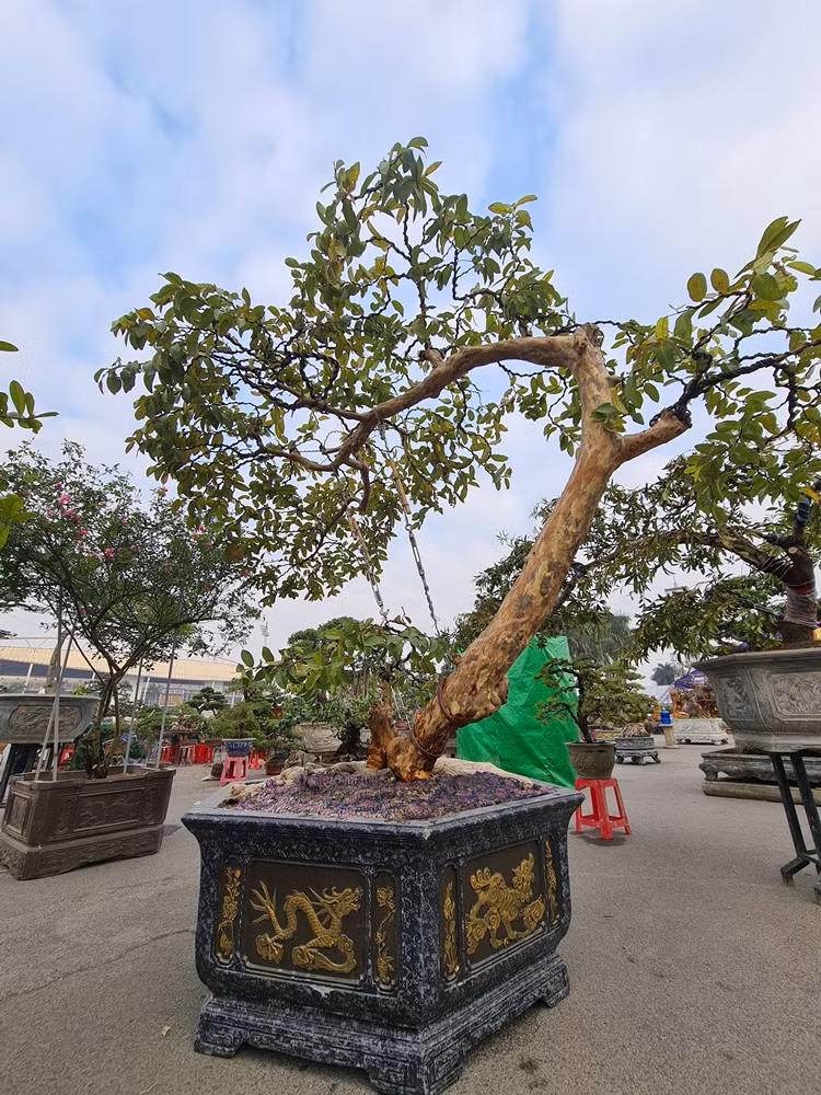 Để đa dạng cây cảnh phục vụ “thượng đế” trong dịp Tết Nguyên đán Tân Sửu 2021, một chủ vườn khác còn đưa đến Festival sinh vật cảnh TP.Hà Nội những cây ổi hàng chục năm tuổi trồng trong chậu rất bắt mắt.