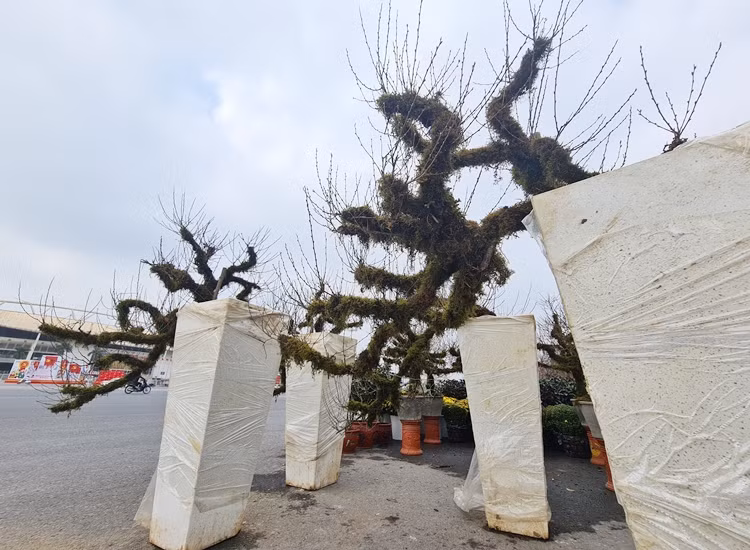 Anh Hòa (người bán hàng) cho biết, những chậu mai trắng này được đưa từ SaPa xuống Hà Nội bày bán cho khách hàng dịp Tết Nguyên đán Tân Sửu 2021.
