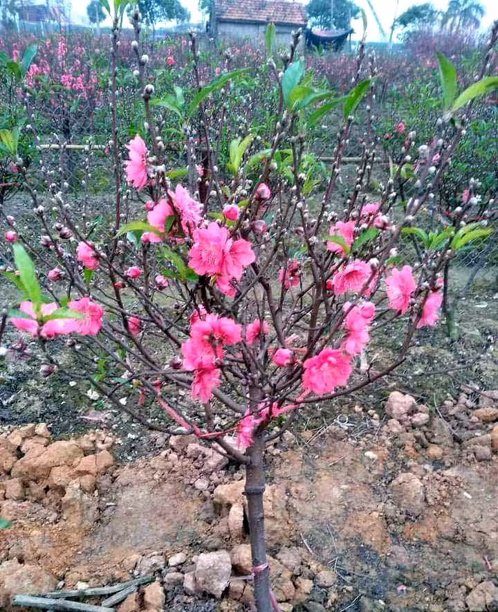Buon 300 canh dao Tet, vo chong tre lo nang so mat mat-Hinh-3