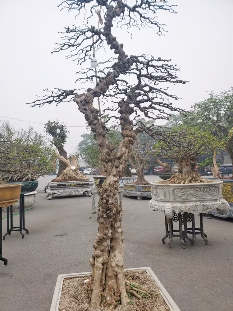 Những cây cảnh thân hình sần sùi, thế độc lạ chờ đại gia “tậu” về chơi Tết.