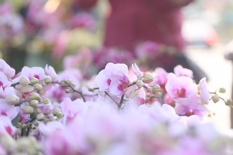 Cánh hoa lan đua nhau khoe sắc.