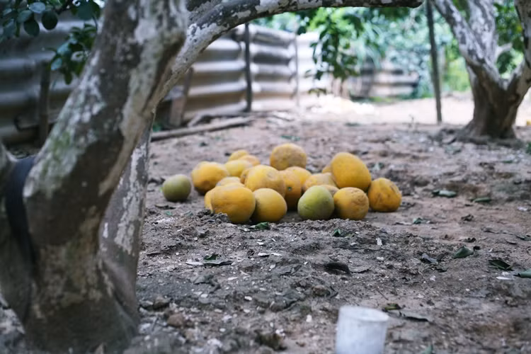 Người dân cho biết, những quả bưởi Diễn quá to sẽ bị thương lái chê, còn quả nhỏ, xấu, héo nhà vườn sẽ cắt đem bỏ đi.