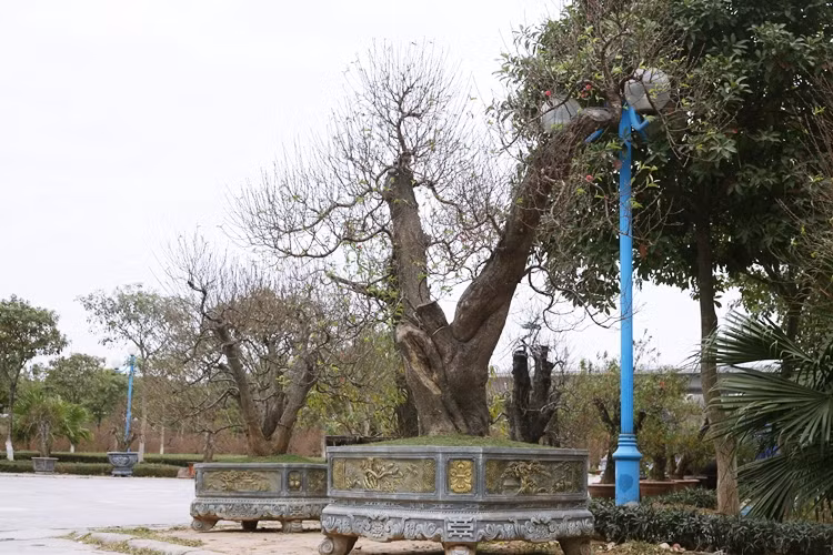 Đào khủng chơi Tết giá cả 100 triệu xuống phố Hà Nội chờ khách mua