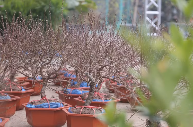Những cây đào đã lên chậu, sắp xếp thành hàng chờ thượng khách rước về đón Tết.