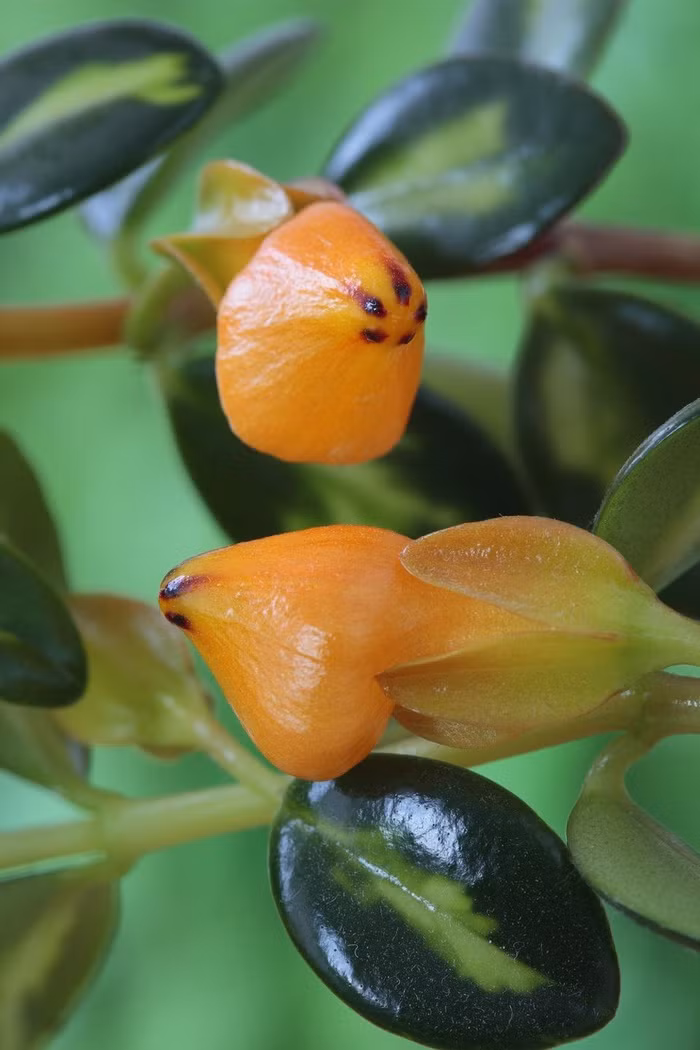 Cây cá vàng Cây cá vàng có hoa màu cam cực kỳ vui nhộn. Đây cũng là loại cây thường ra hoa vào mùa đông. Cây cá vàng rất thích hợp để trồng ở chậu treo nhỏ. Hoa của cây cá vàng có thể có màu đỏ, cam hoặc màu vàng. Cây cá vàng rất dễ chăm sóc, chịu hạn và nếu được chăm sóc cẩn thận, cây cá vàng có thể nở rộ cả năm.