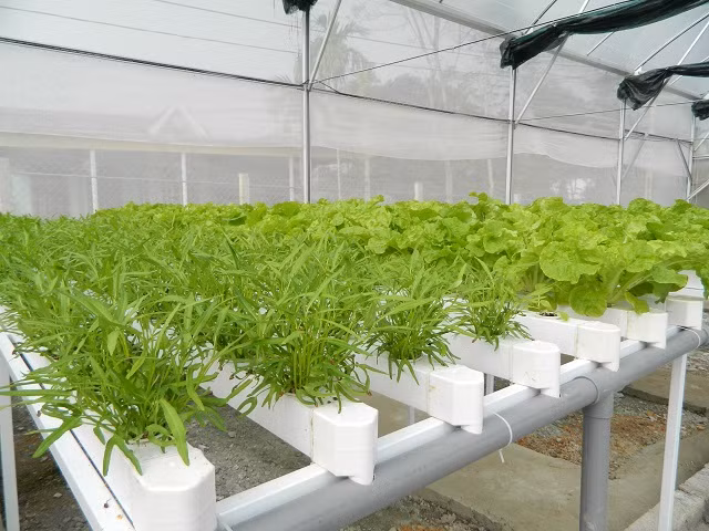 Tận mắt chứng kiến hệ thống nhà trồng được đầu tư rất khoa học, đẹp mắt, xung quanh là các loại rau xanh mướt, tươi tốt, anh Tuấn - một người dân nơi đây kinh ngạc: "Tôi thấy nhiều trường mầm non, học sinh tới đây tham quan, chụp ảnh, tôi tò mò vào xem thì mới biết bà Khương đã đầu tư rất bài bản. Sau này cho thu hoạch, nhất định gia đình tôi sẽ đặt vấn đề để được sử dụng rau sạch bà Khương thay vì mua ngoài chợ".