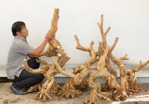 Can canh: Lao nong Sai Gon phu phep goc "cui" thanh cay canh nua ty