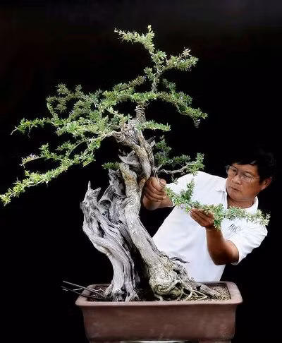 Can canh: Lao nong Sai Gon phu phep goc "cui" thanh cay canh nua ty-Hinh-5