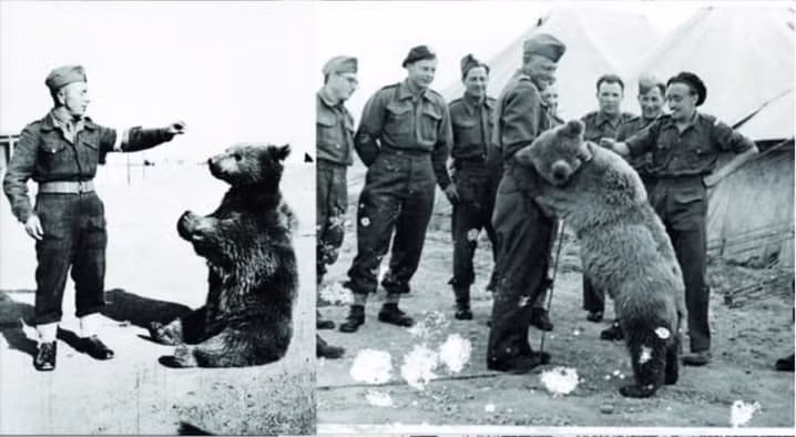 Chú gấu Wojtek (1942- 1963) còn được gọi với cái tên thân thiết là Binh nhì Wojtek, từng sát cánh cùng binh sĩ Ba Lan chiến đấu chống lại Đức quốc xã trong trận chiến năm 1944.