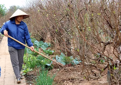 Cô Nhuận, chủ vườn đào Nhuận Phát cho biết, gia đình vừa tuốt lá vào đầu tháng 11 Âm lịch. Nếu thuận lợi thì cây sẽ ra hoa đẹp vào đúng dịp Tết. Tất cả trông chờ vào thời tiết tháng cuối năm.
